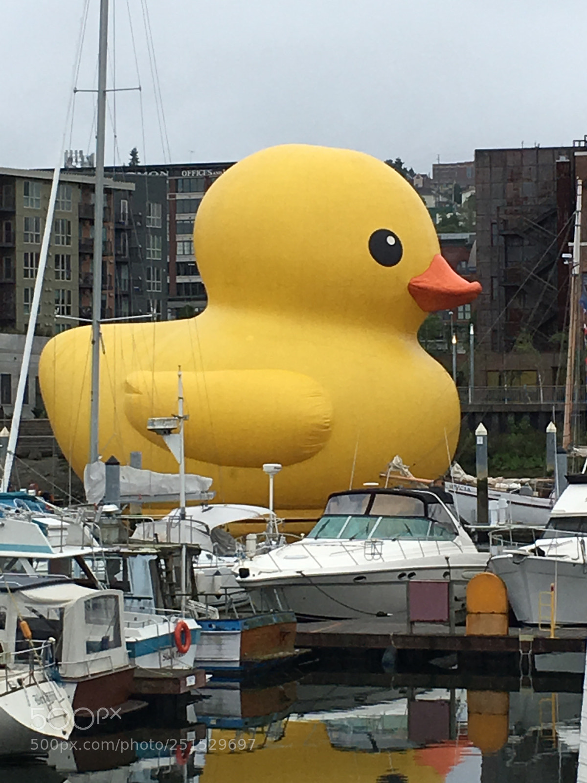 Apple iPhone 6s Plus sample photo. Rubber ducky you re photography