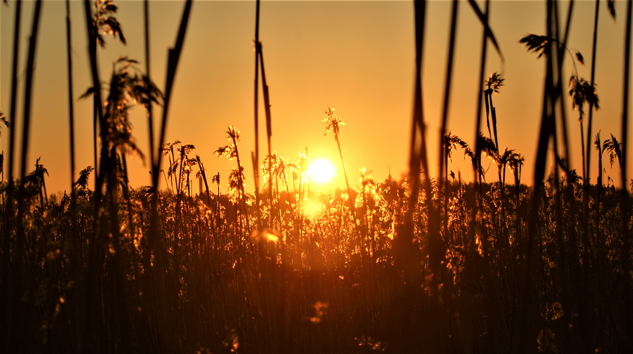 Sony Alpha DSLR-A350 sample photo. Easter reeds photography