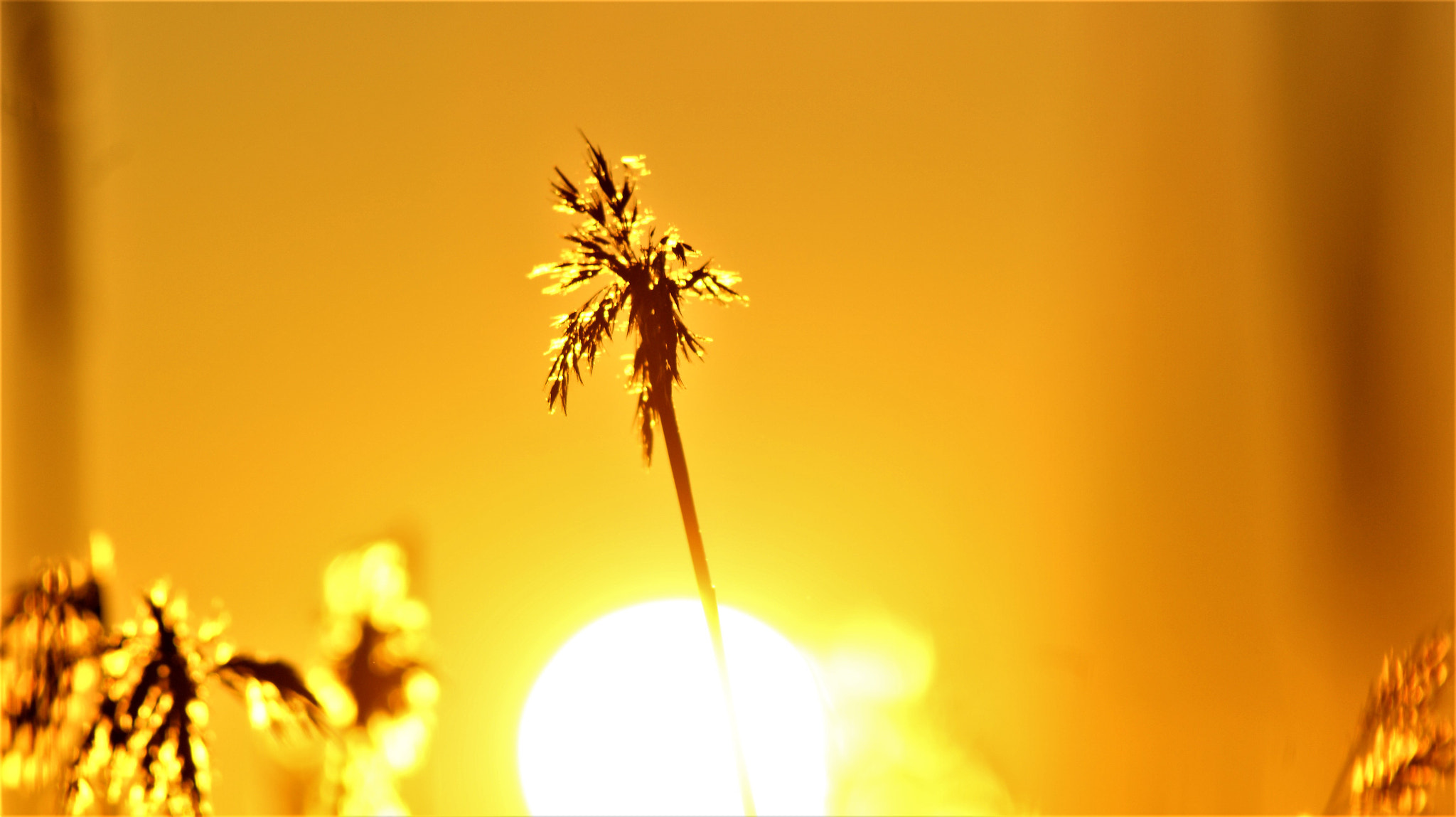 Sony Alpha DSLR-A350 + Tamron Lens (255) sample photo. Easter reeds 3 photography