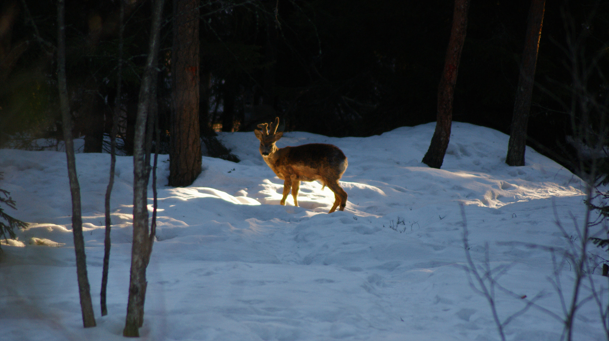 Sony Alpha DSLR-A350 + Tamron Lens (255) sample photo. Leader of the pack photography