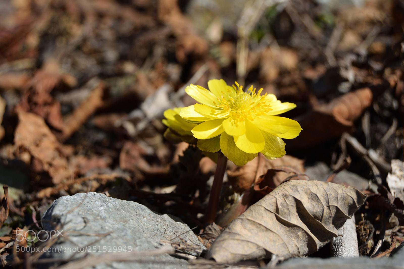 Nikon D3300 sample photo. The first spring flower photography