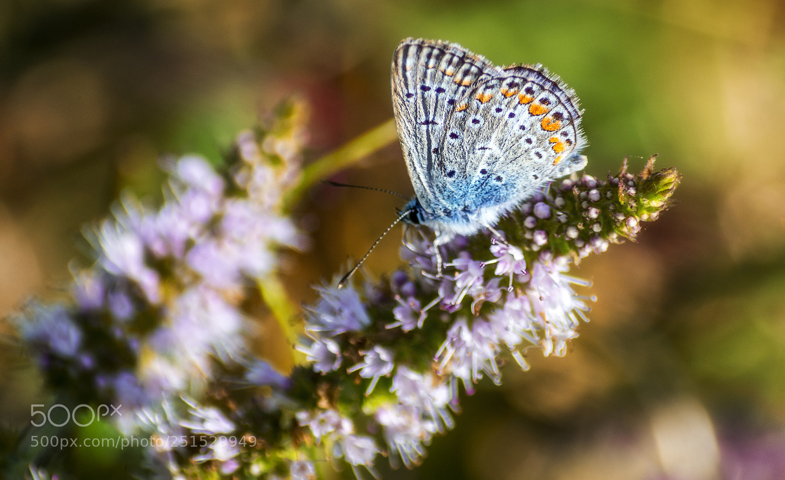 Nikon D7200 sample photo. Polyommatus icarus ♂ photography