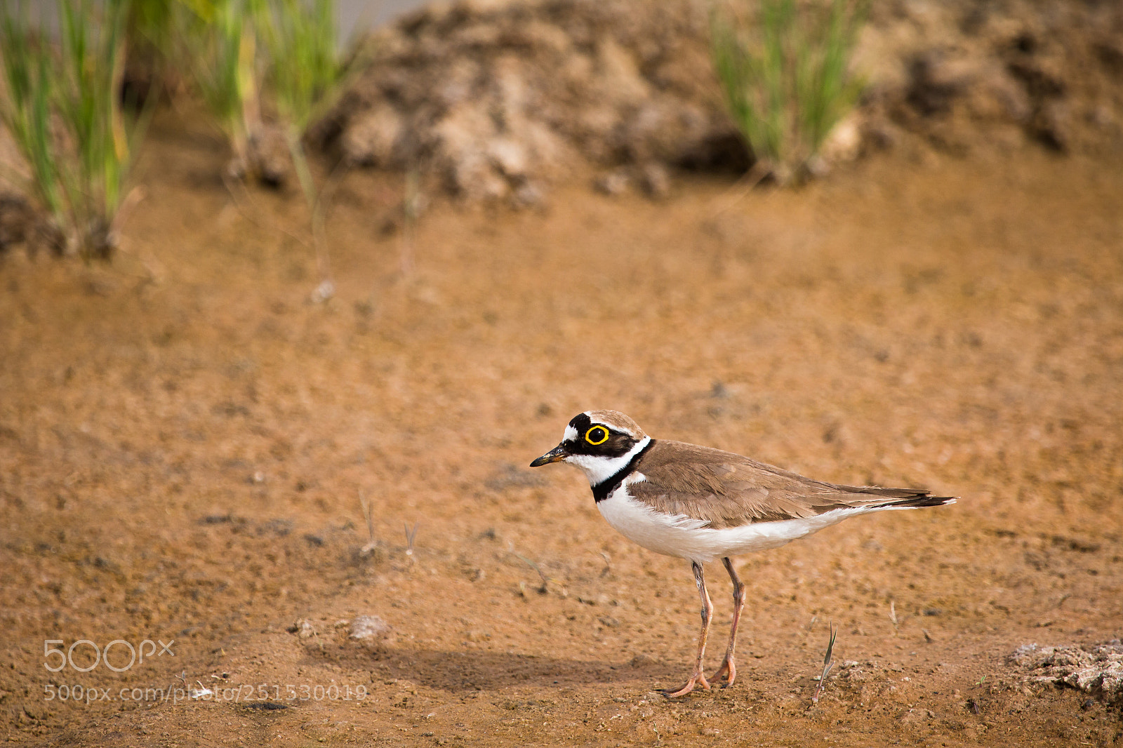 Canon EOS 70D sample photo. Little ringed plover photography
