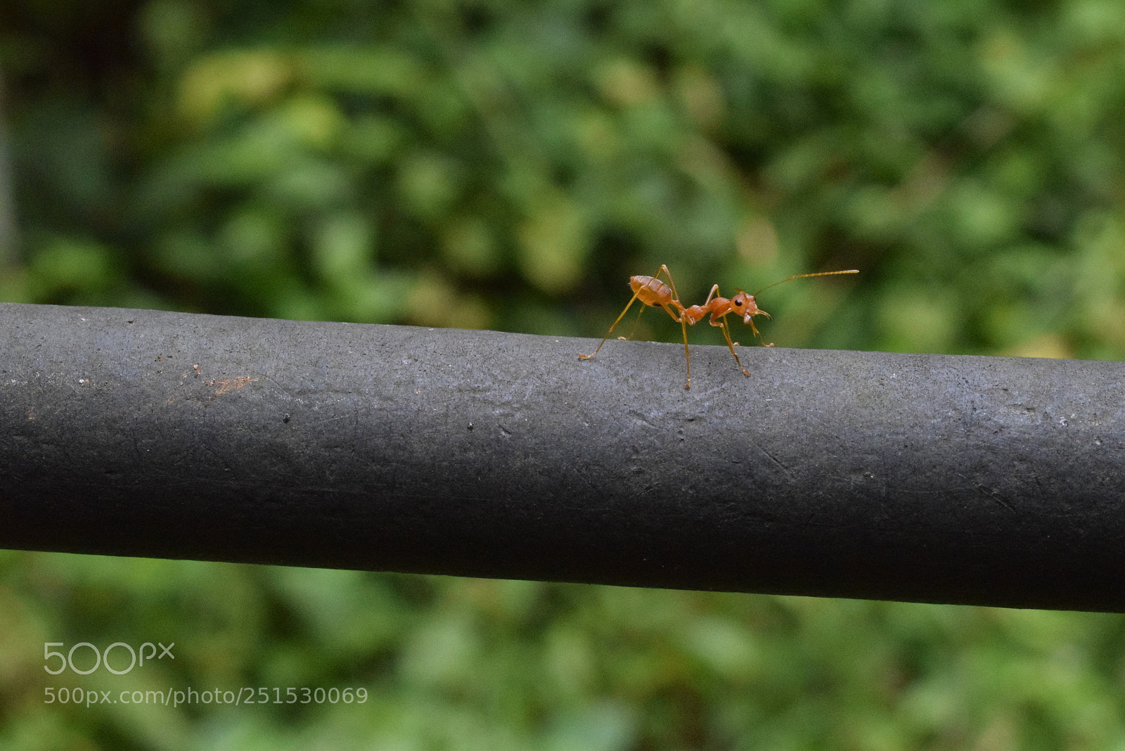 Nikon D3300 sample photo. What are you looking photography