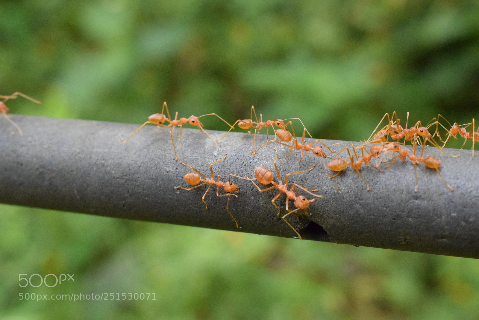 Nikon D3300 sample photo. Ants posing for a photography
