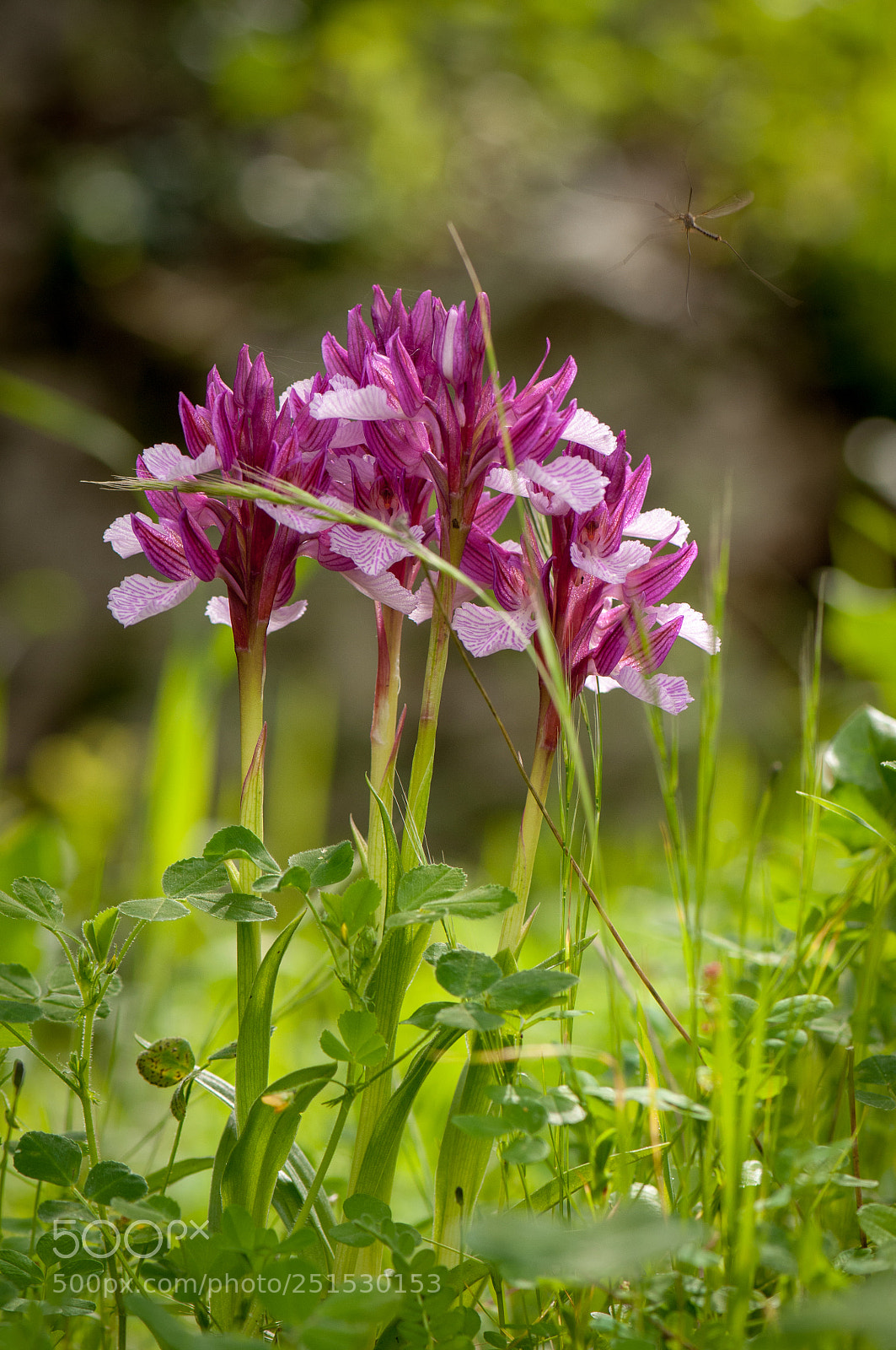 Nikon D300S sample photo. Wild orchids photography