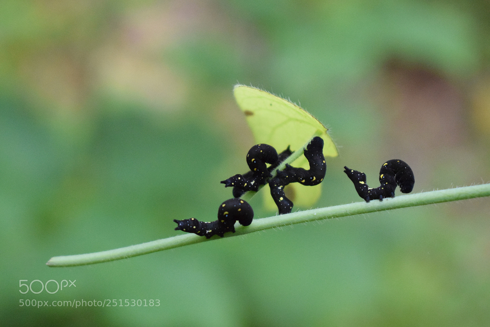 Nikon D3300 sample photo. Waiting to spread their photography