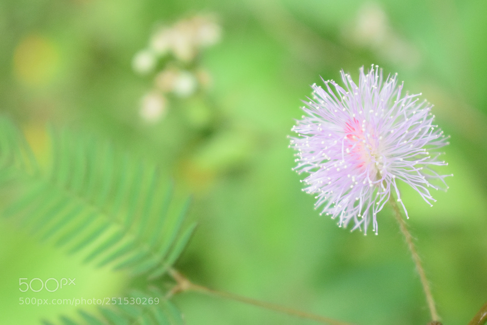 Nikon D3300 sample photo. The flower of a photography