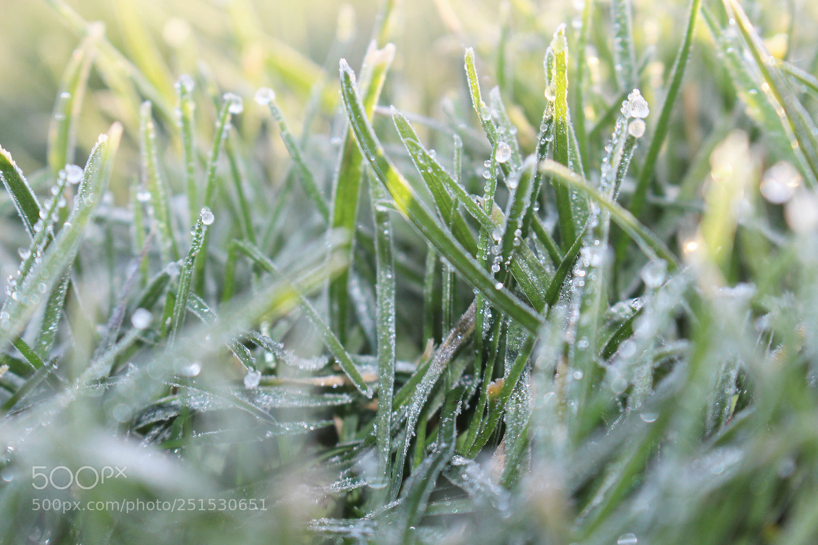 Canon EOS 700D (EOS Rebel T5i / EOS Kiss X7i) sample photo. Untitled photography