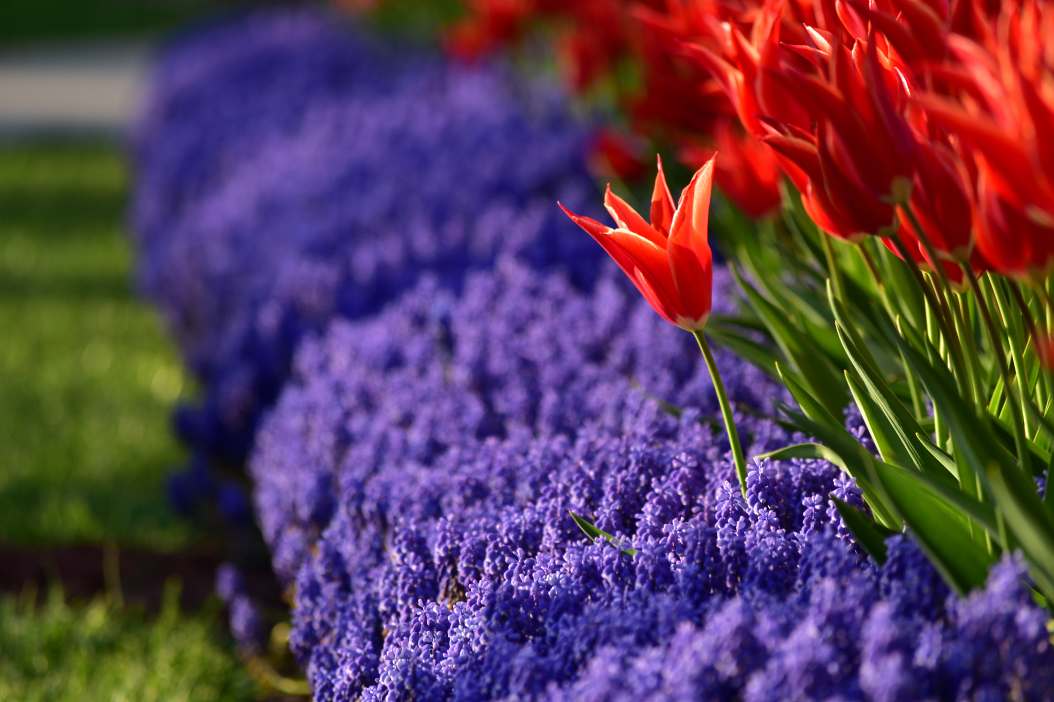 Nikon D5500 sample photo. Tulips photography