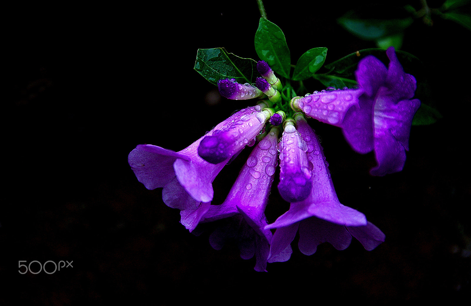 Sigma 17-50mm F2.8 EX DC HSM sample photo. Garlic vine photography