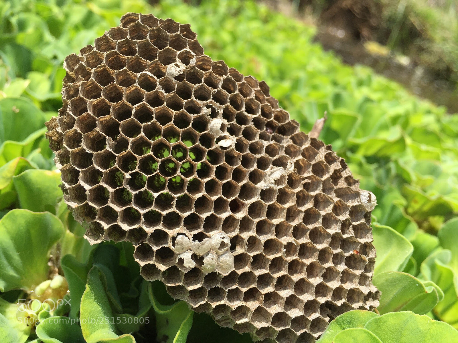 Apple iPhone 6 sample photo. Weird combo photography