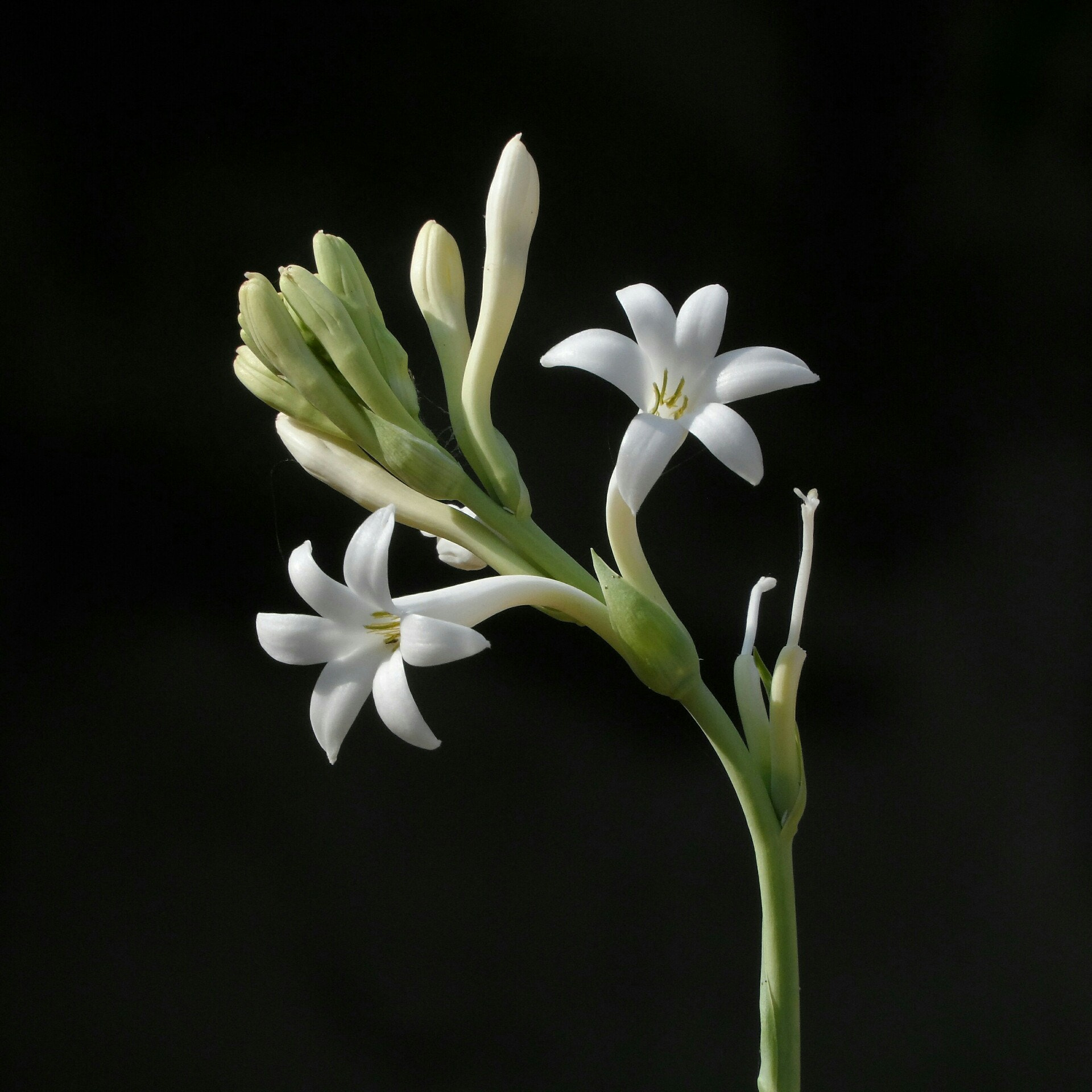 Samsung WB150 / WB150F / WB152 / WB152F / WB151 / WB151F / WB140 sample photo. Rajnigandha flower, tuberosa photography