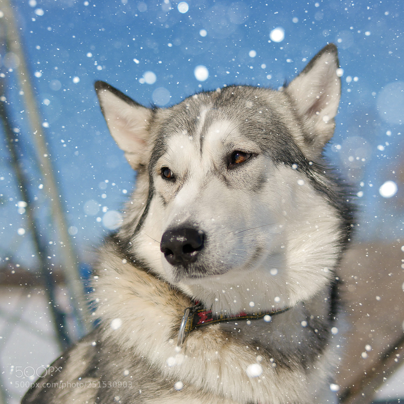 Panasonic Lumix DMC-GX85 (Lumix DMC-GX80 / Lumix DMC-GX7 Mark II) sample photo. Diana & bulochka photography