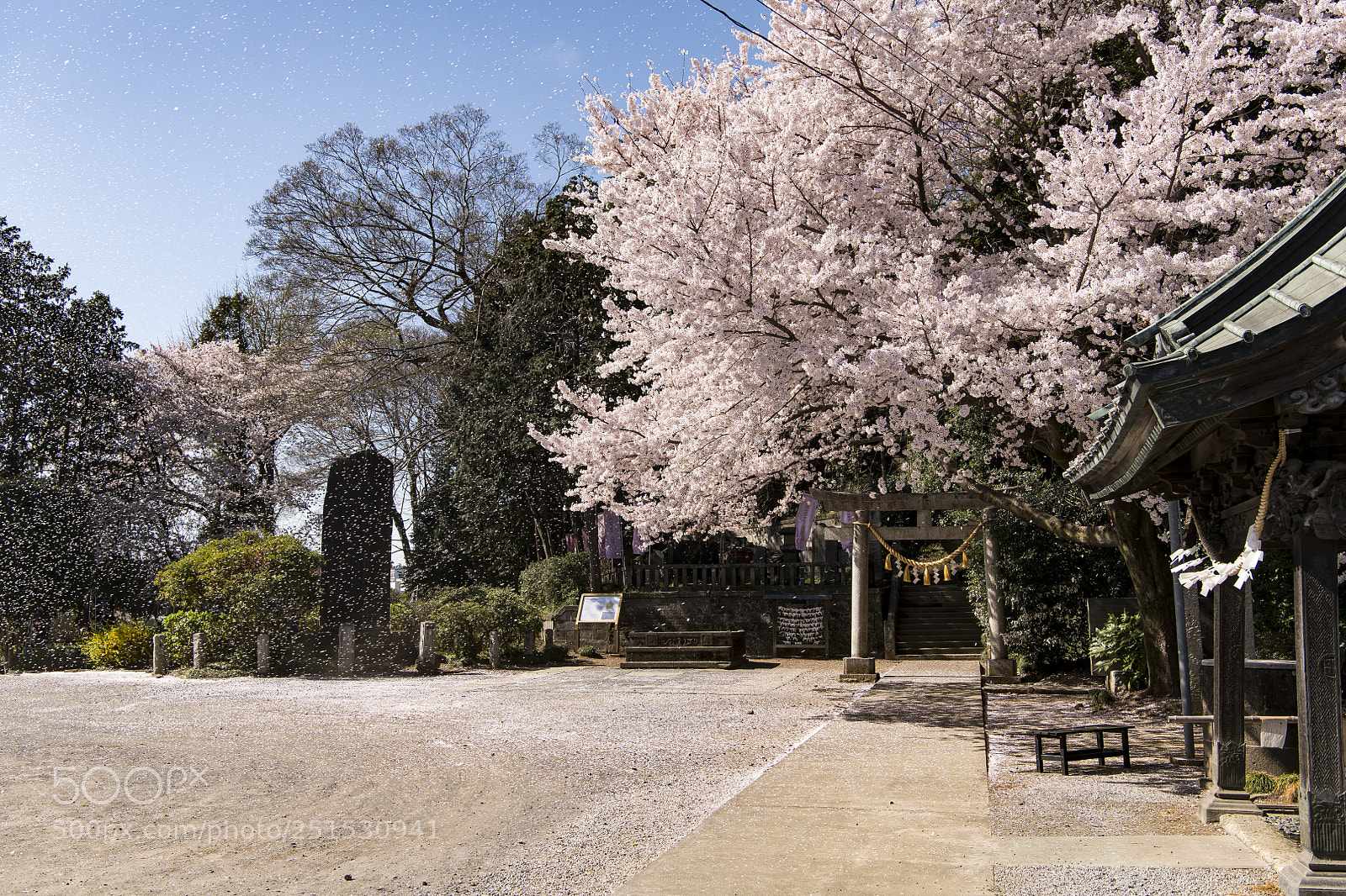 Nikon D850 sample photo. Snowstorm of cherry blossoms photography