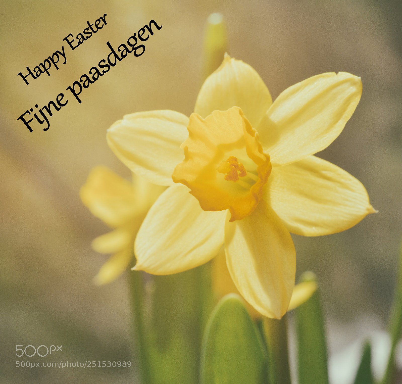 Nikon D800 sample photo. Happy easter photography