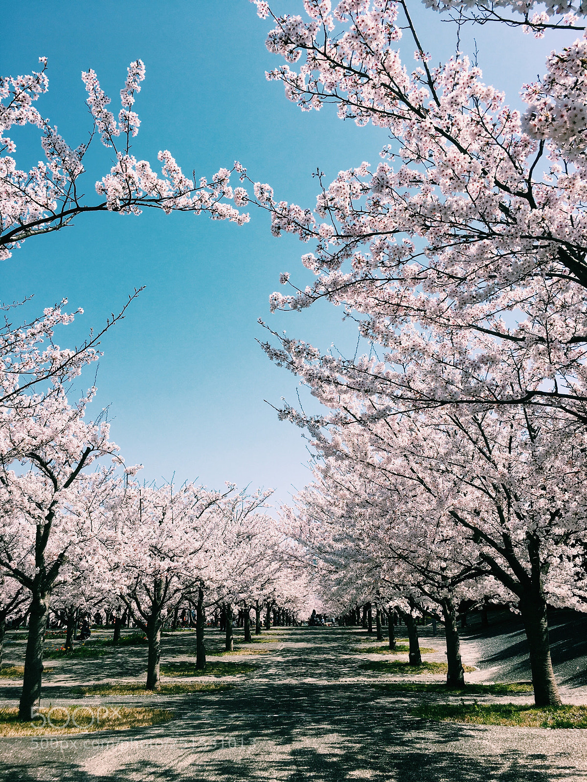 Apple iPhone 6s sample photo. Cherry blossom. cherryblossom park photography