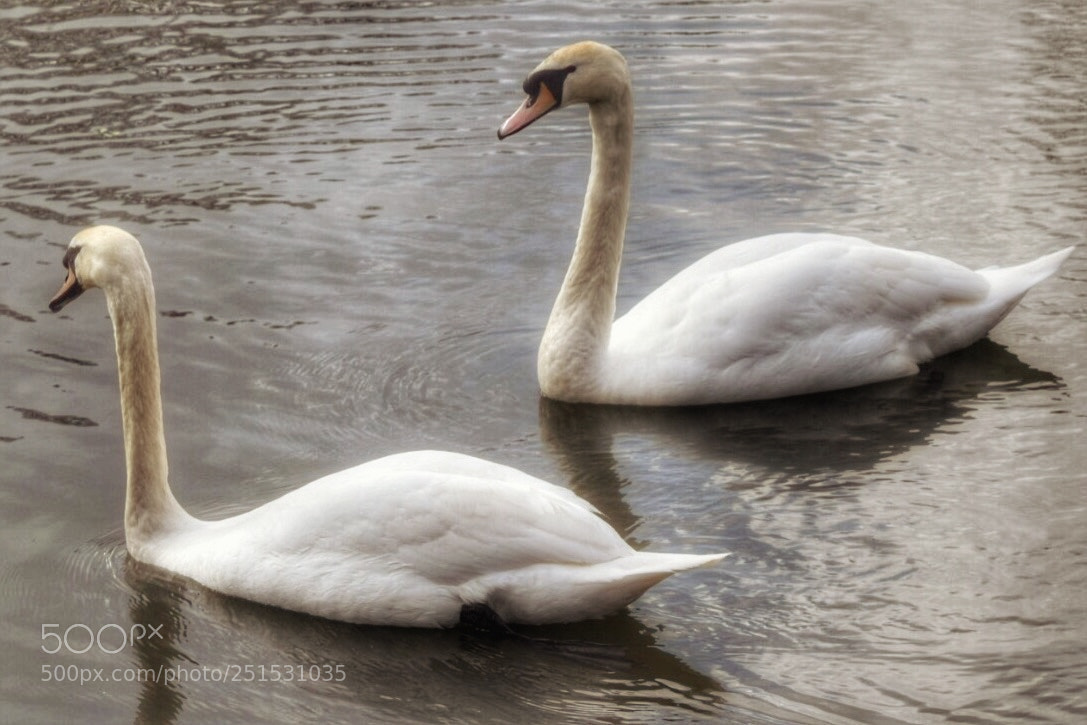 Nikon D5300 sample photo. Fullsizerender photography