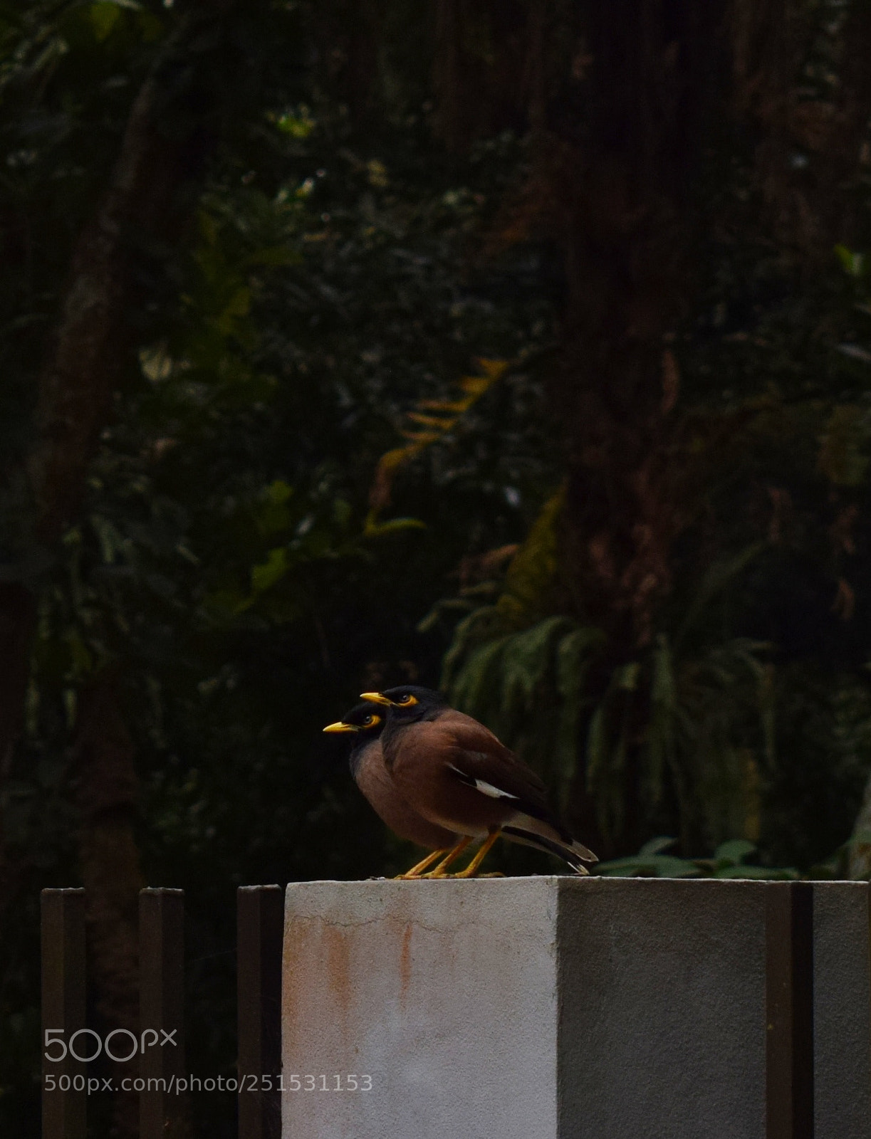 Nikon D5300 sample photo. Together forever.. photography