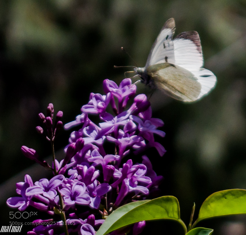 Pentax K-S2 sample photo. Pieris in landing photography