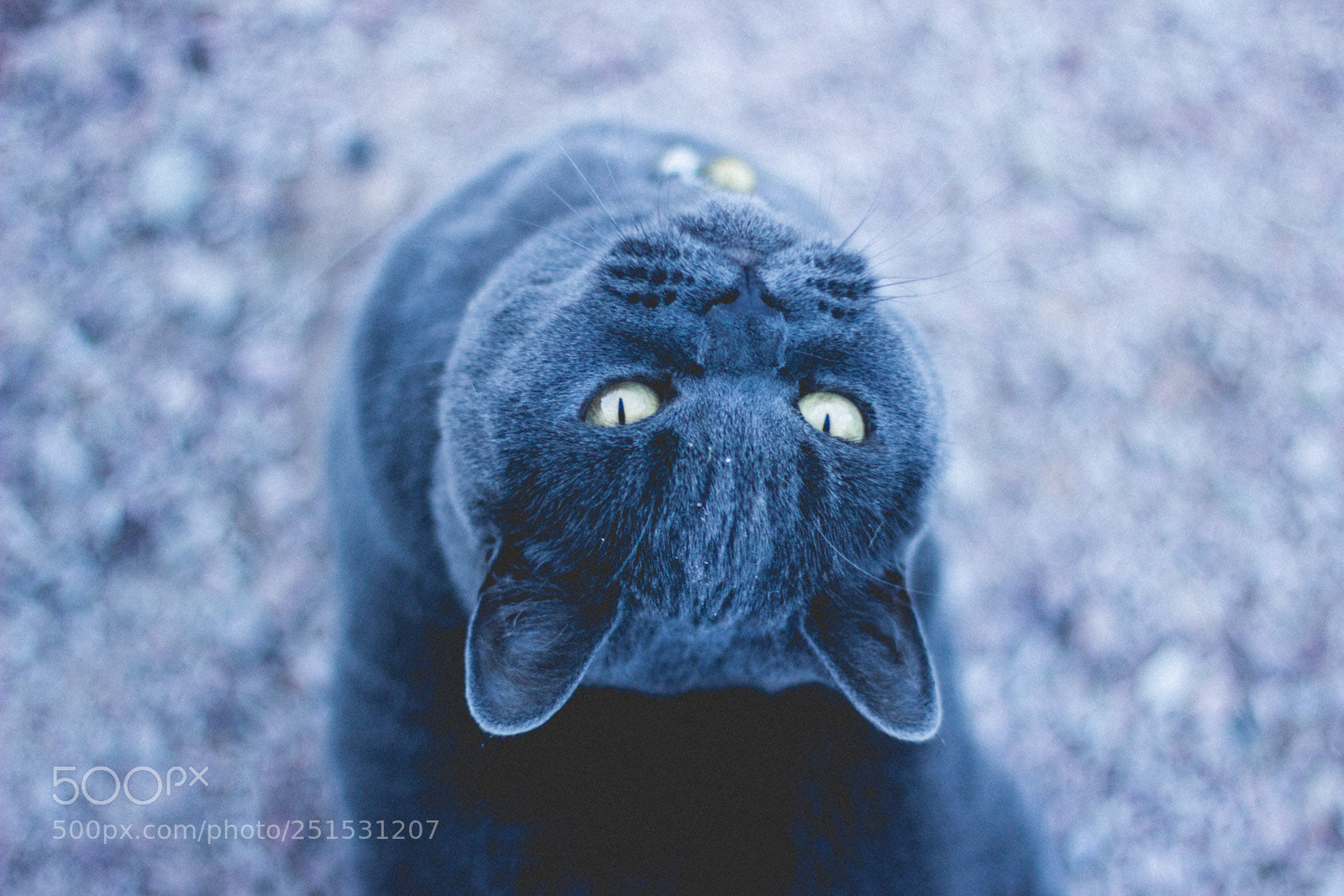 Canon EOS 600D (Rebel EOS T3i / EOS Kiss X5) sample photo. Kitty cat photography