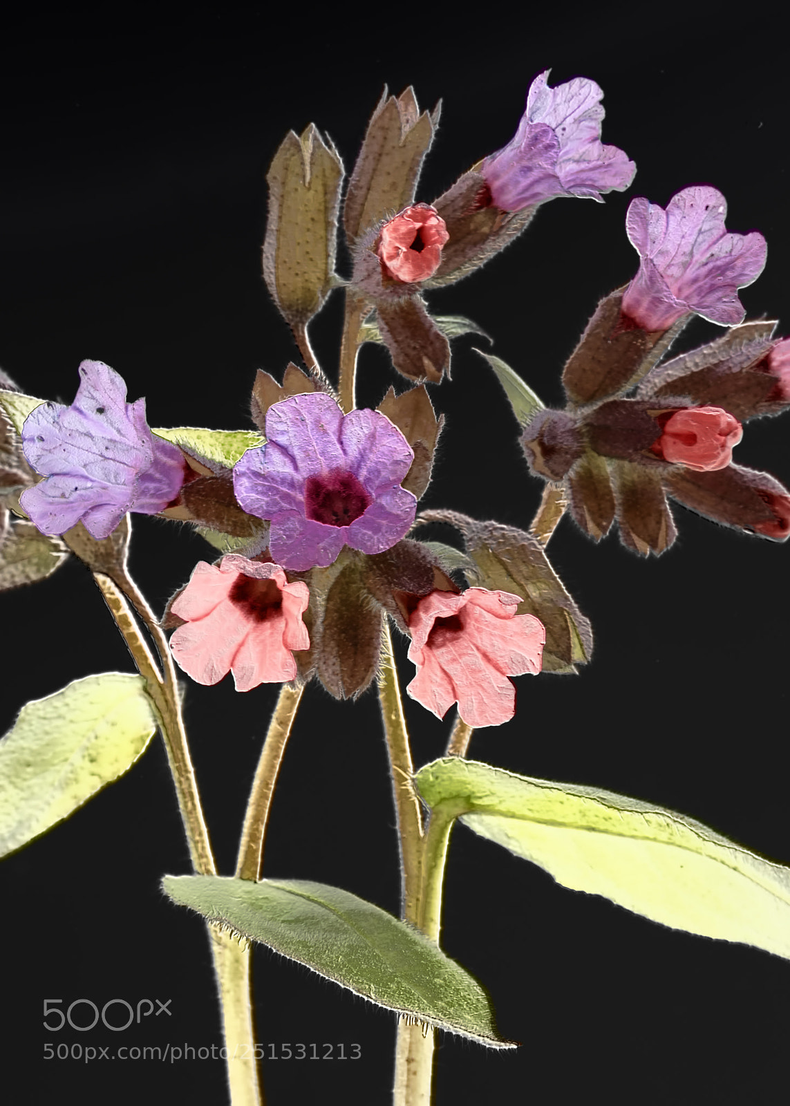 Pentax K-1 sample photo. Pulmonaria officinale photography