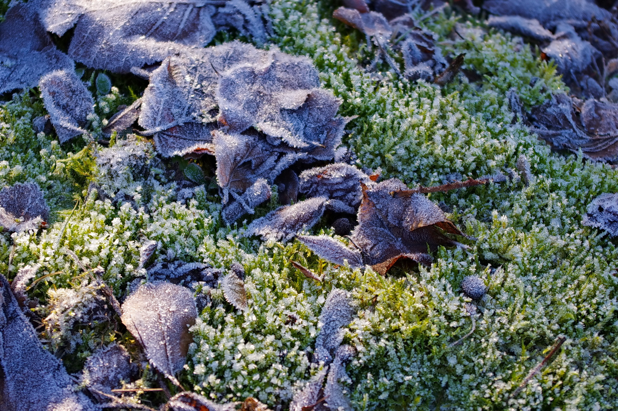 smc PENTAX-DA L 18-55mm F3.5-5.6 sample photo. Sub-zero photography