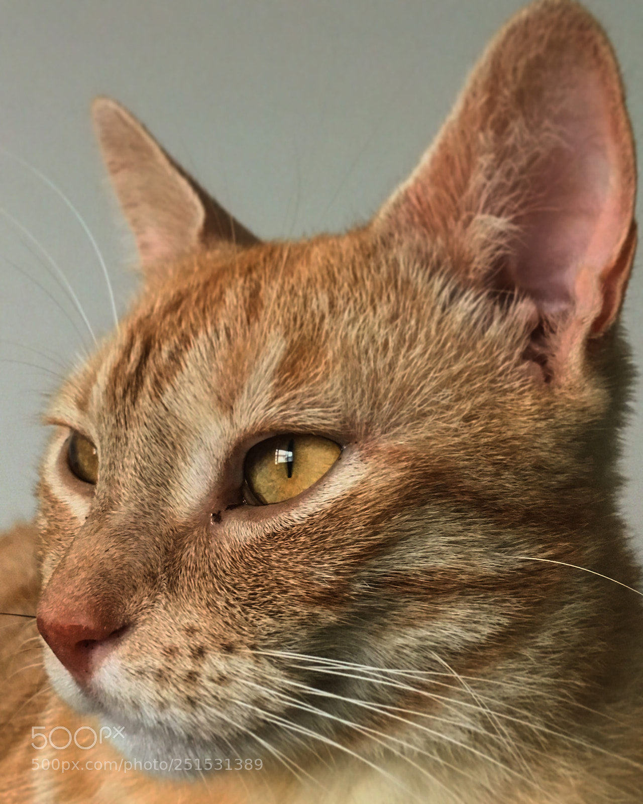 Apple iPhone 6s sample photo. Dwarf lion photography
