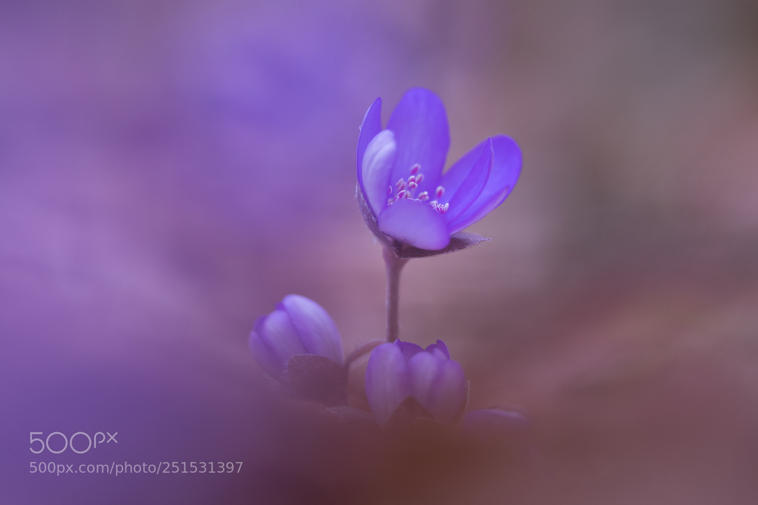 Canon EOS M5 sample photo. Purple haze photography
