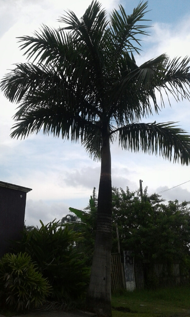 Samsung Galaxy J1(2016) sample photo