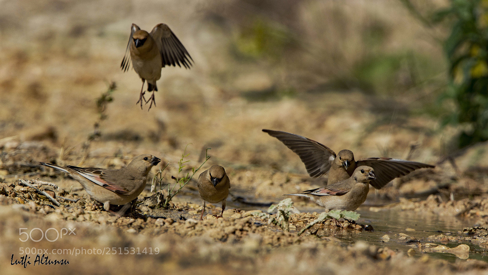 Nikon D7100 sample photo. Desert finch boz alamecek photography