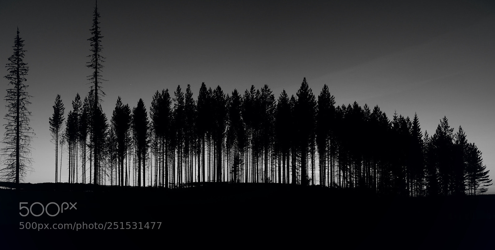 Fujifilm X-E2 sample photo. Forest bw photography