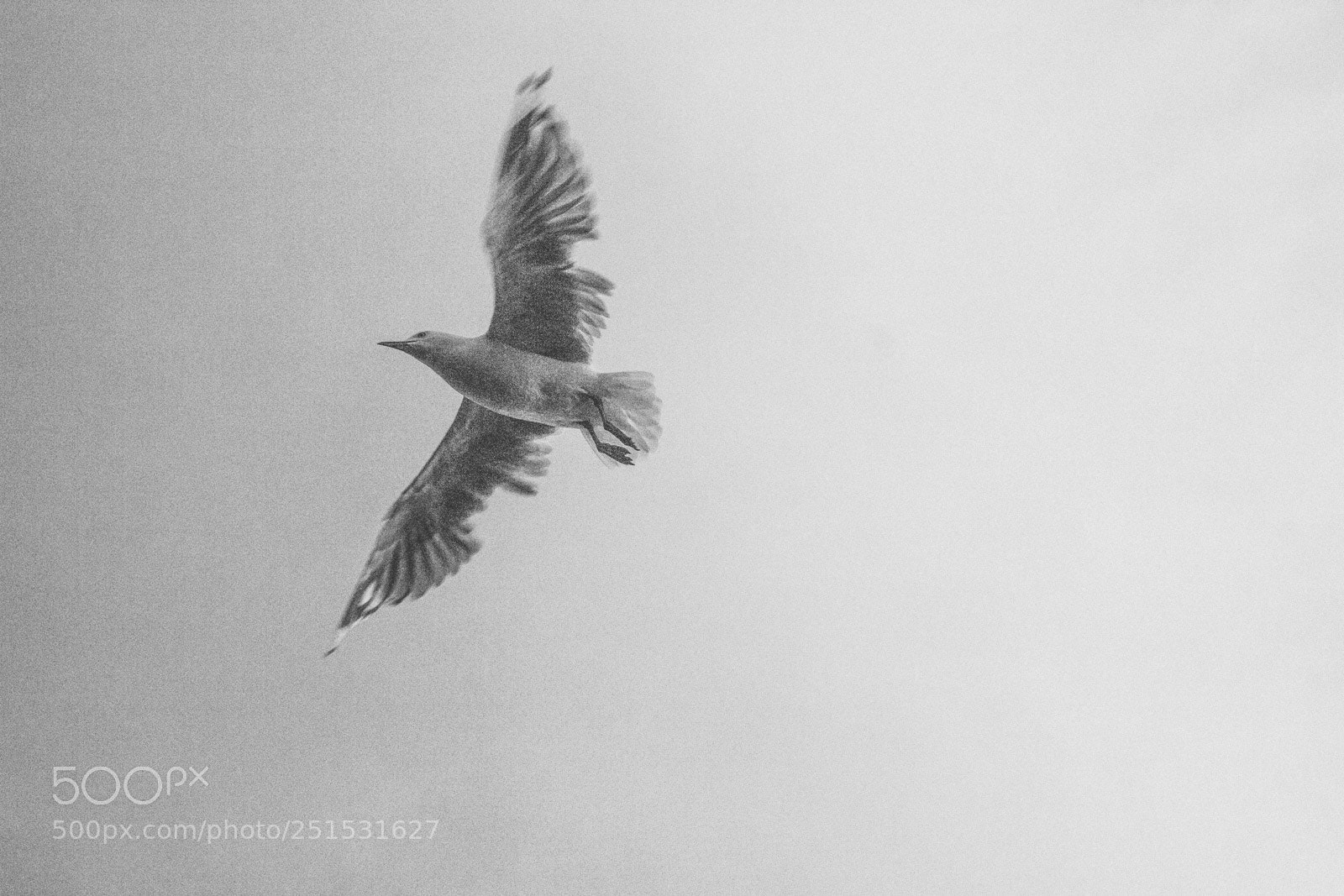 Canon EOS 600D (Rebel EOS T3i / EOS Kiss X5) sample photo. The bird in flight photography