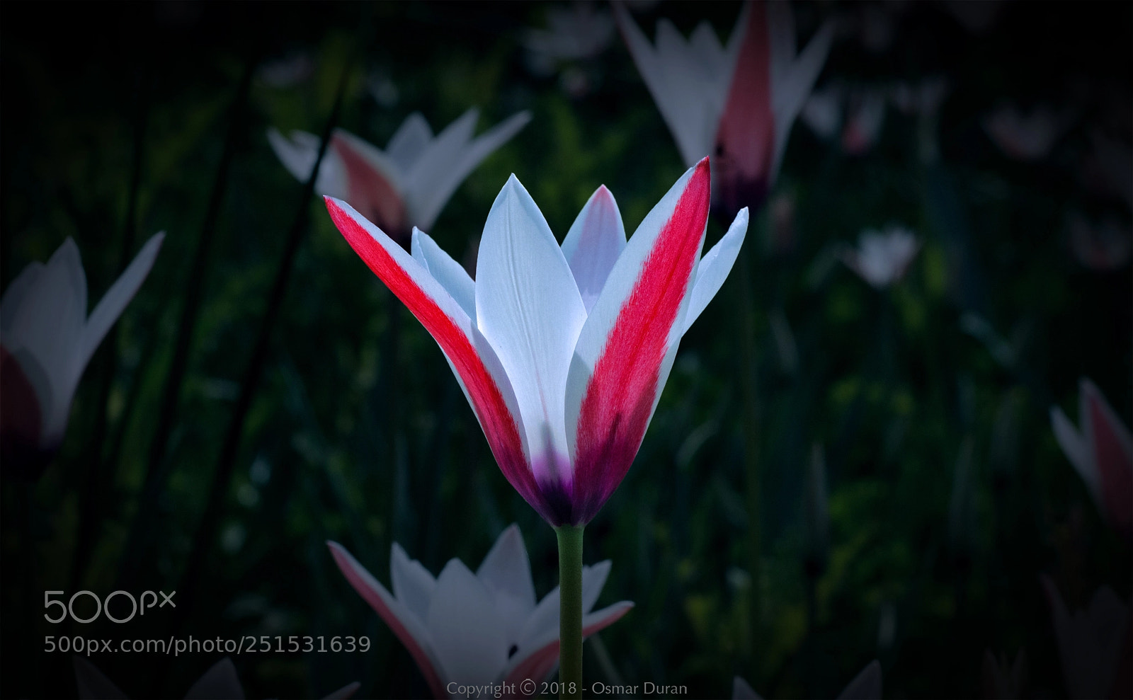 Nikon D300 sample photo. Bicolor tulip photography