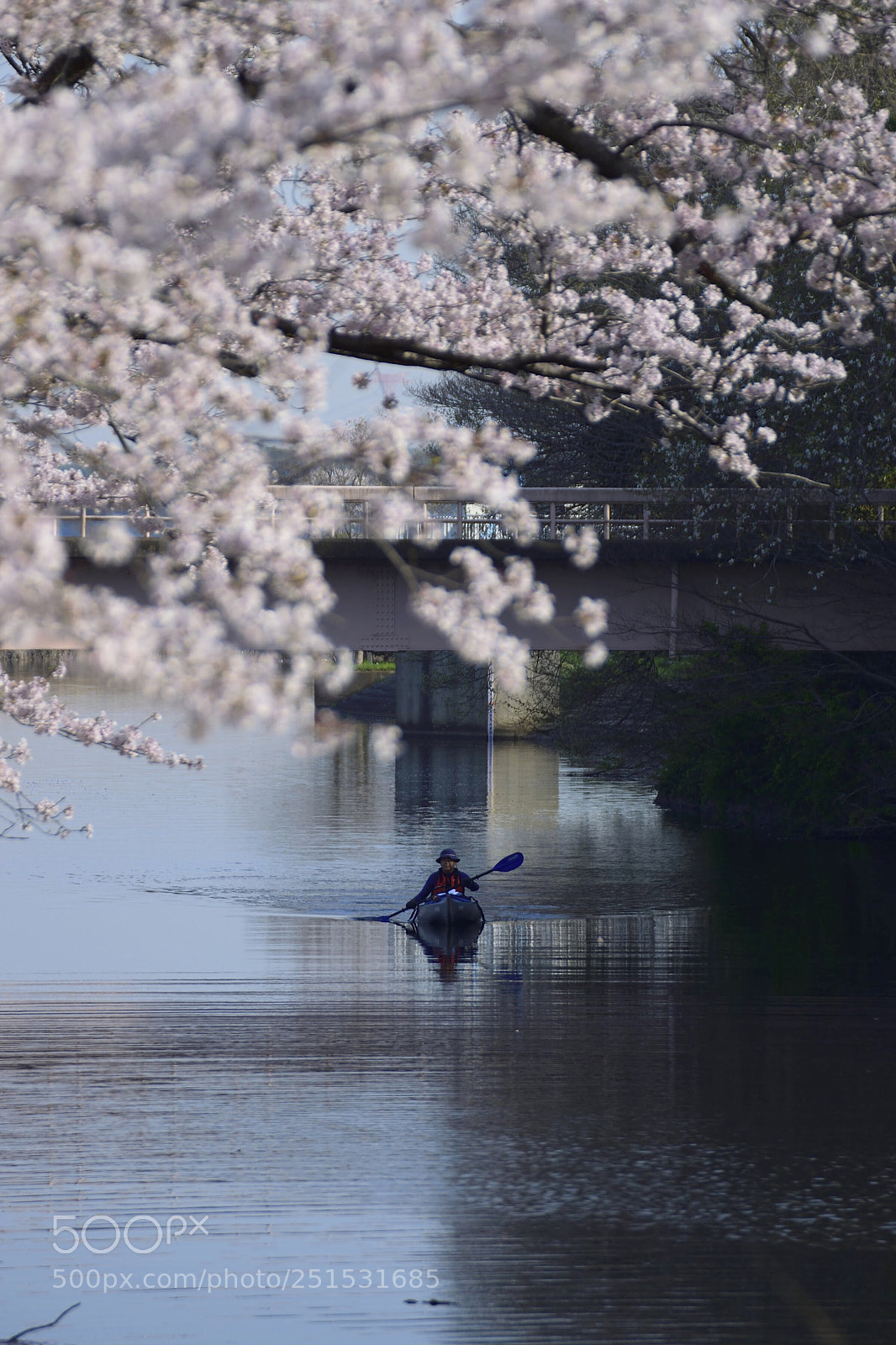 Nikon D3300 sample photo. Enjoying cherry blossoms from photography