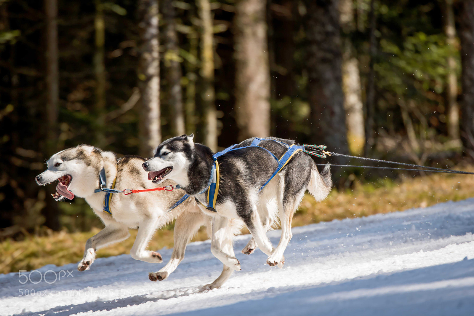 Canon EOS 760D (EOS Rebel T6s / EOS 8000D) sample photo. Dog race_2 photography