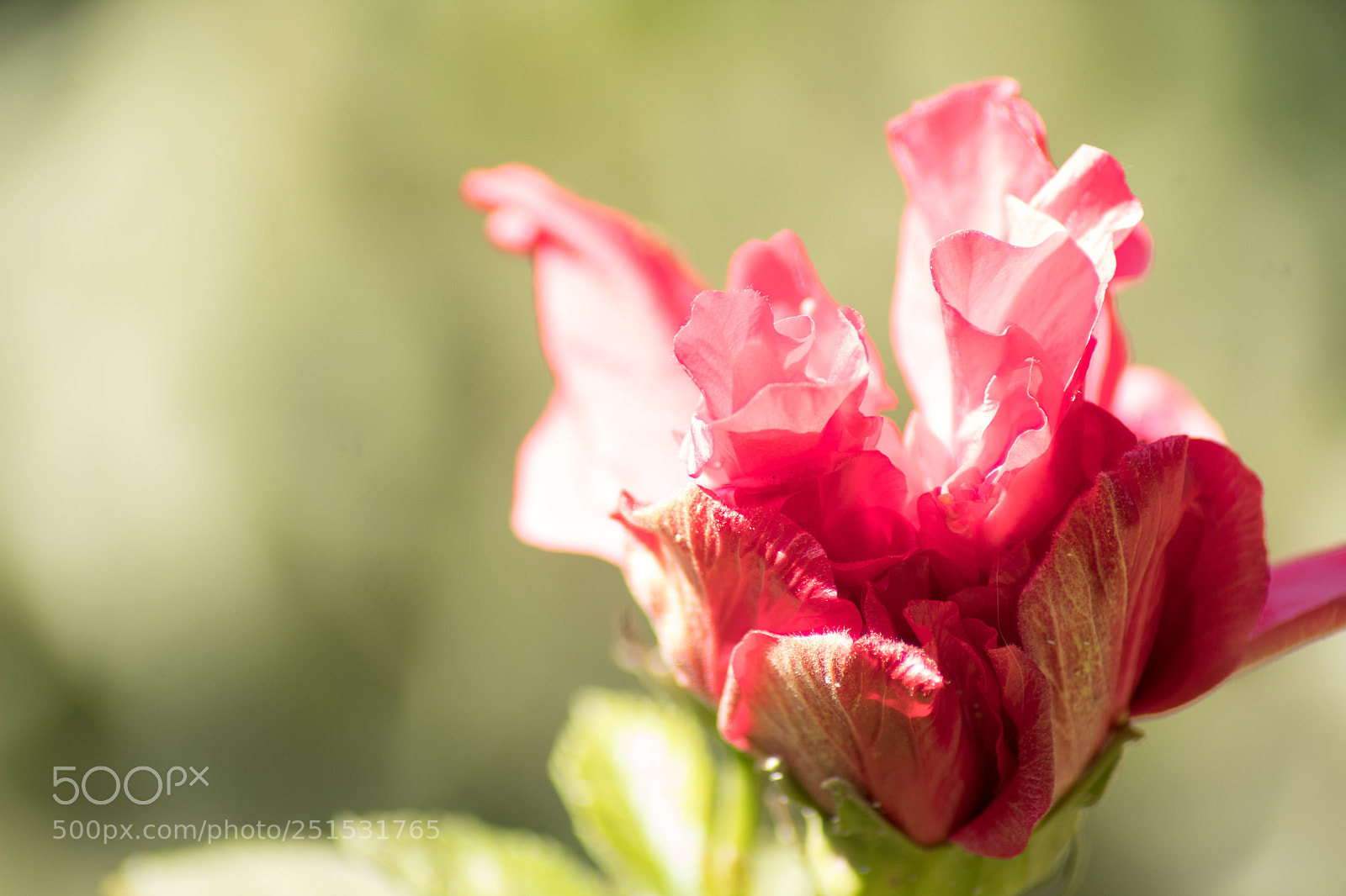 Canon EOS 1300D (EOS Rebel T6 / EOS Kiss X80) sample photo. La flor photography