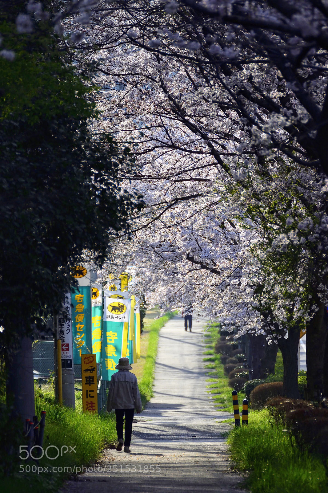 Nikon D3300 sample photo. Morning walk under cherry photography