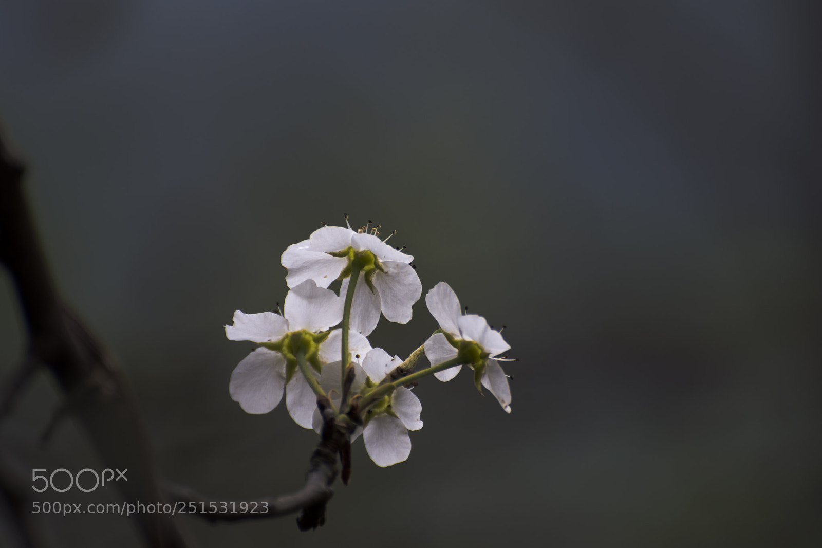 Nikon D7200 sample photo. Untitled photography