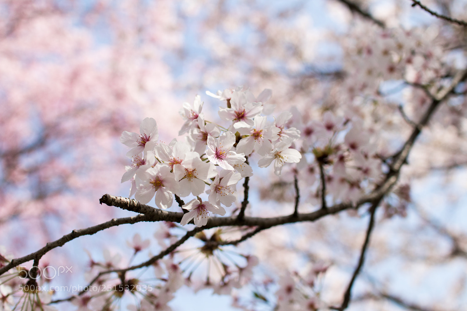 Canon EOS 80D sample photo. 桜 photography
