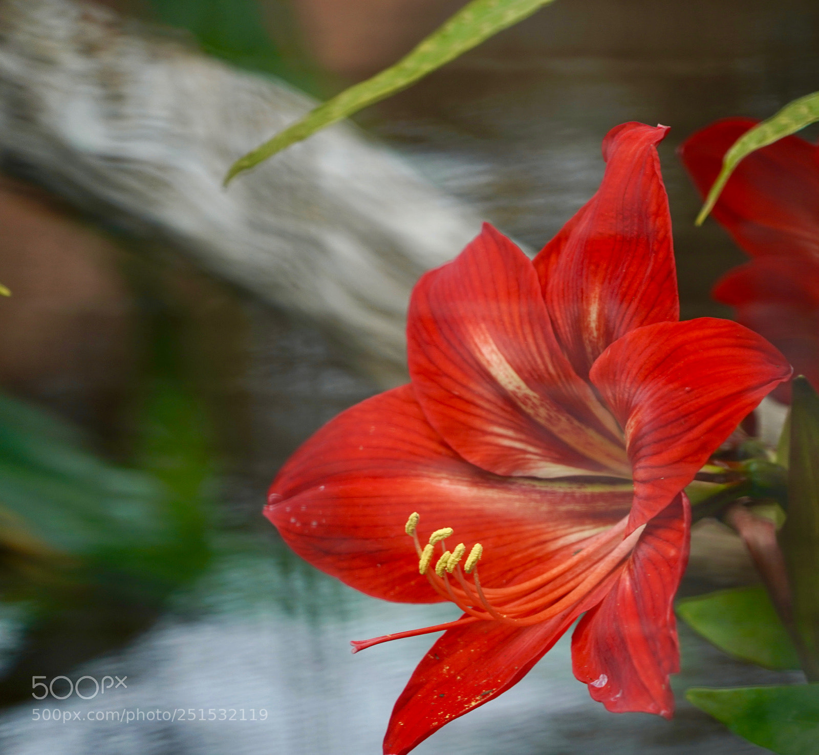 Sony a9 sample photo. Mostly red photography