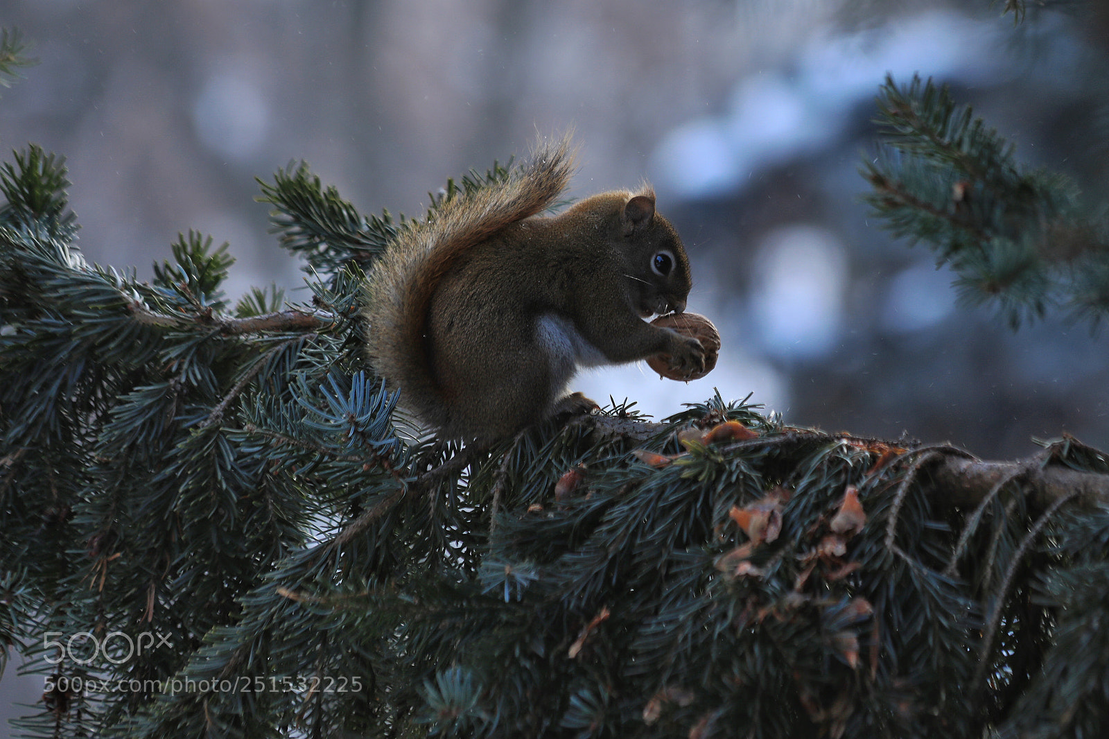 Canon EOS 5D Mark IV sample photo. Squirrel photography