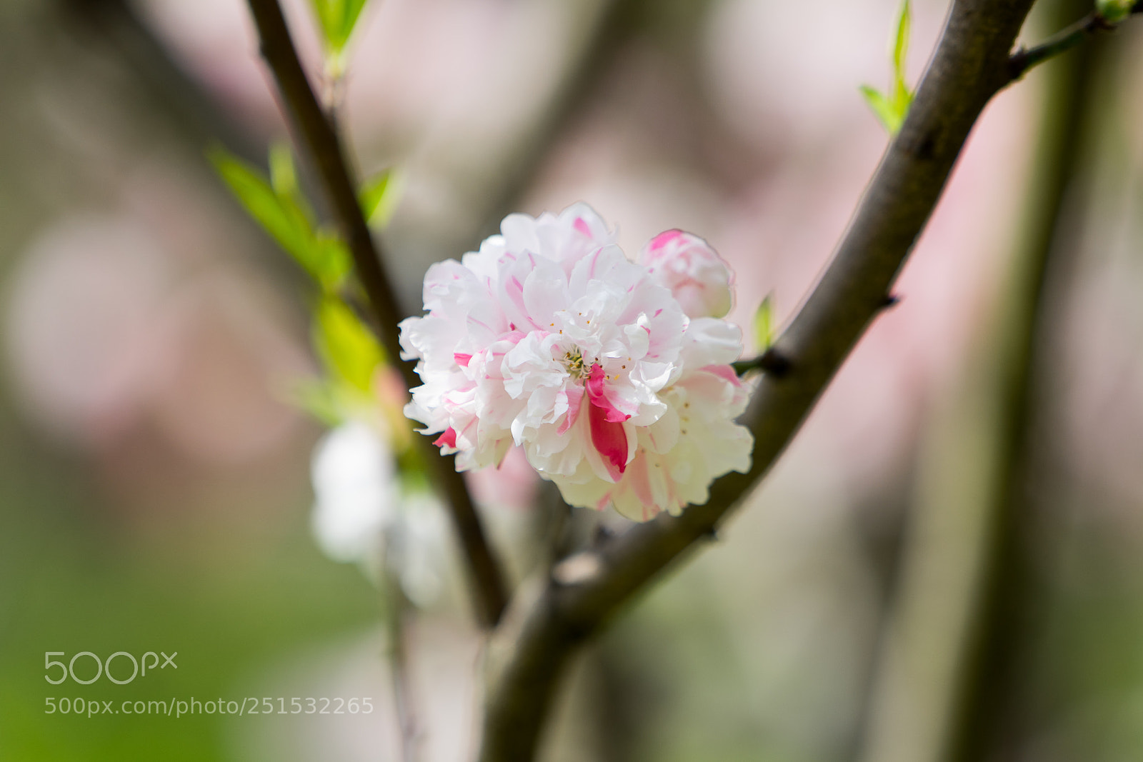 Sony a7 sample photo. Peach blossom #1 photography