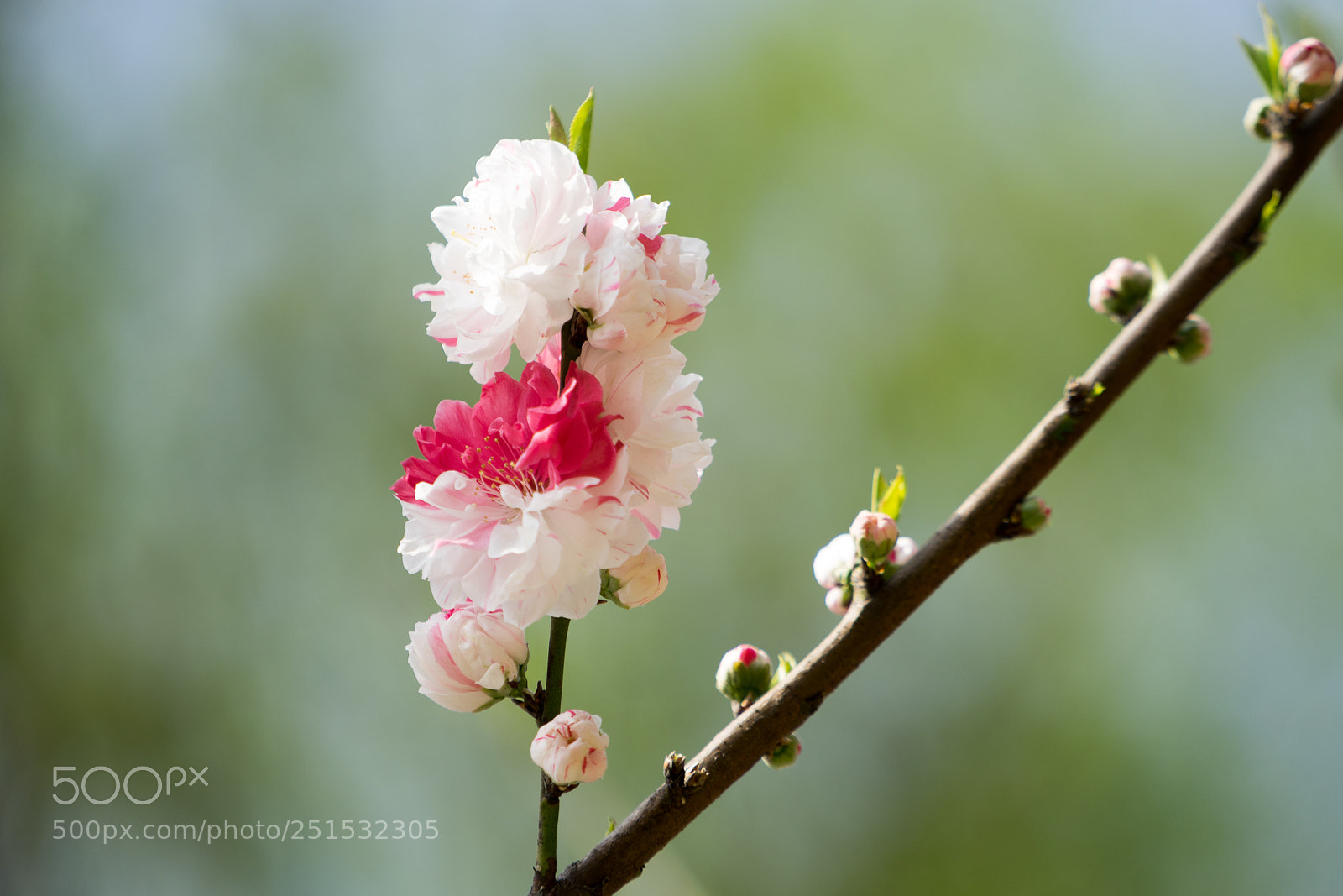 Sony a7 sample photo. Peach blossom #2 photography