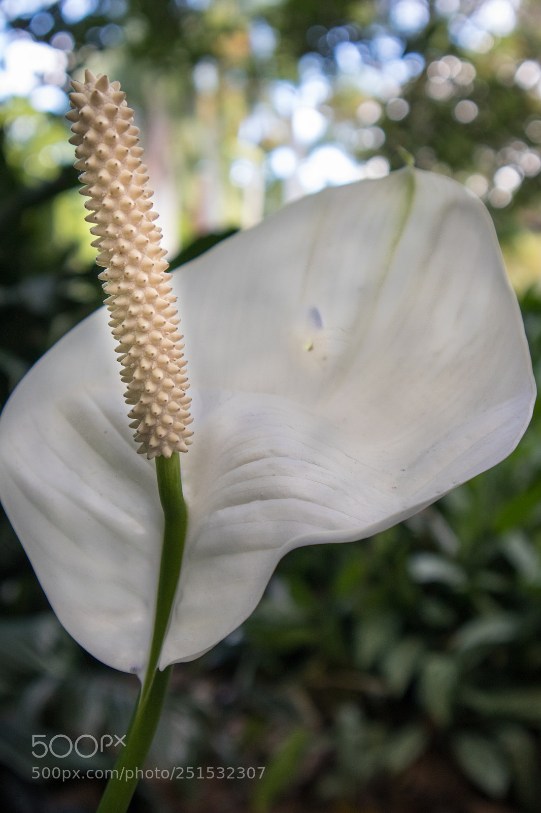 Canon EOS M5 sample photo. White beauty photography