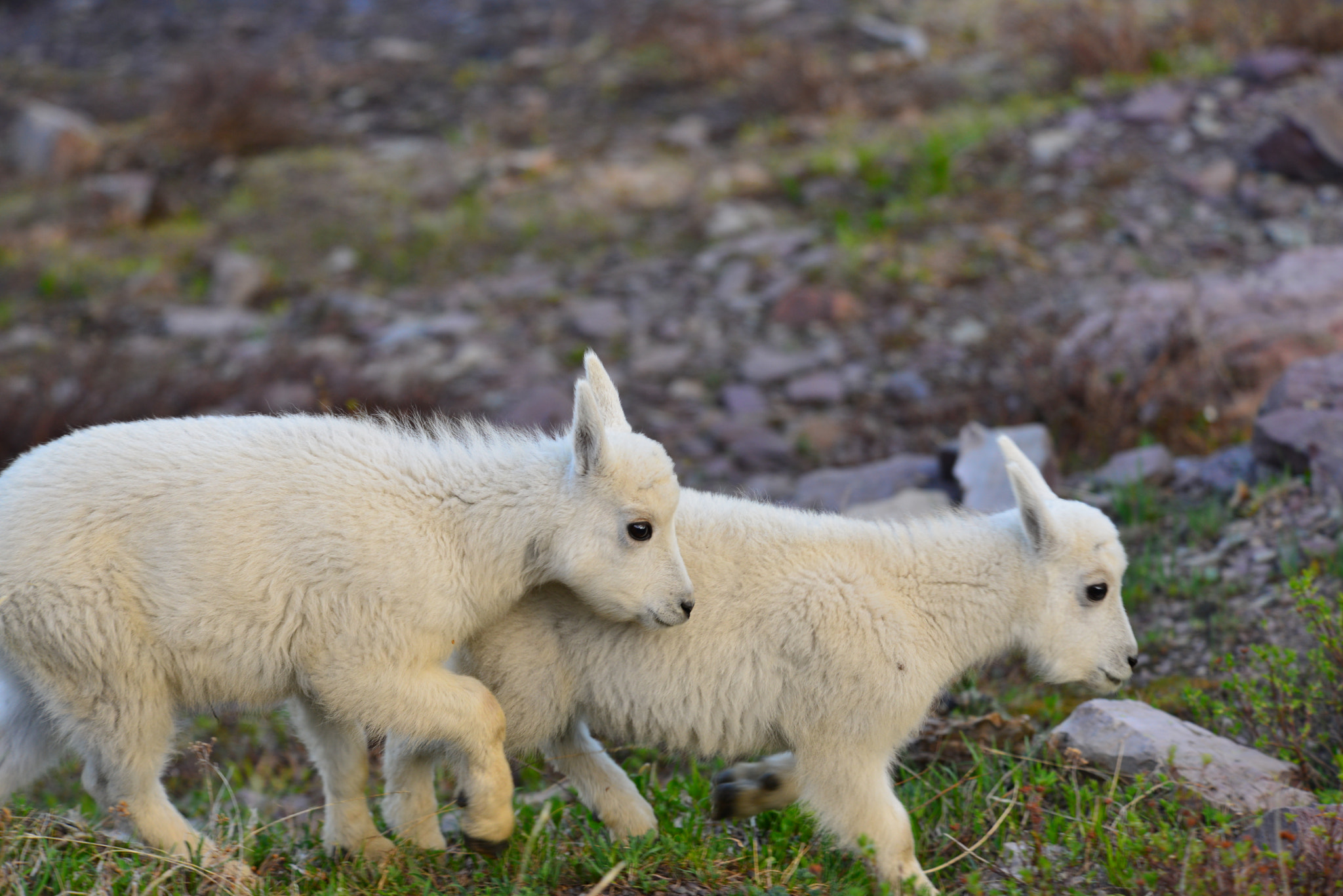 Nikon D800E sample photo. Mountain goat nannies photography