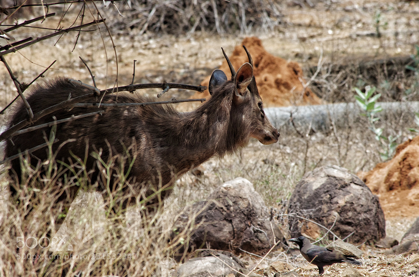 Pentax K-5 IIs sample photo. Sambar deer photography
