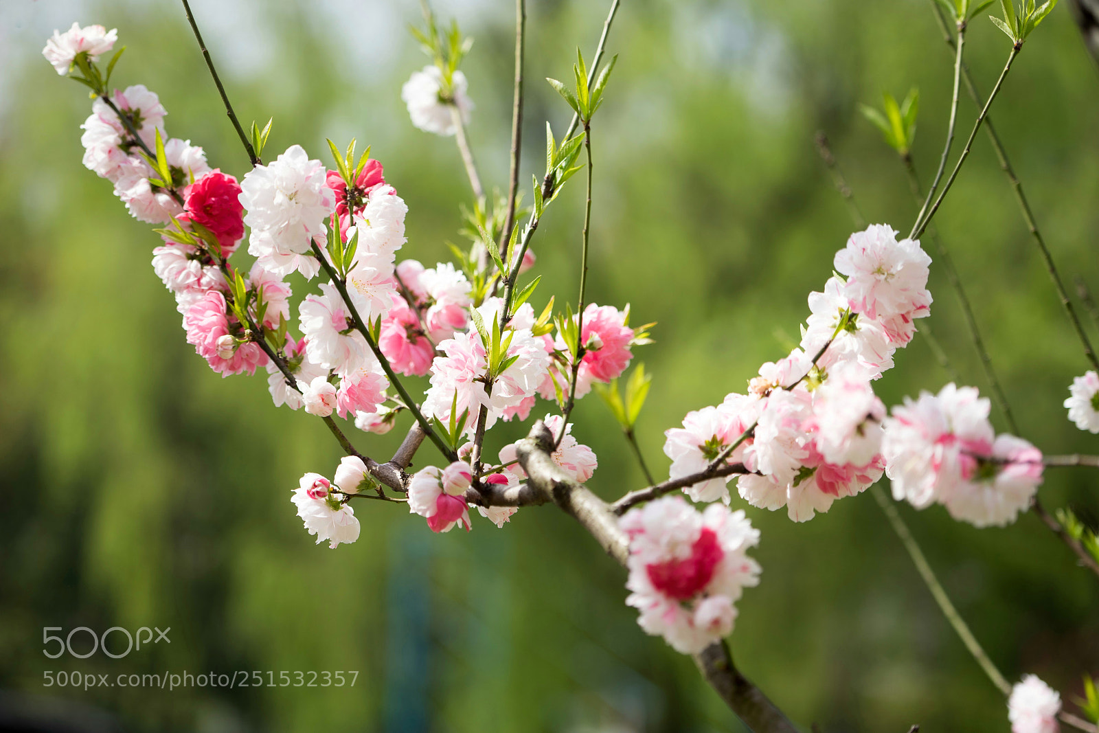 Sony a7 sample photo. Peach blossom #3 photography