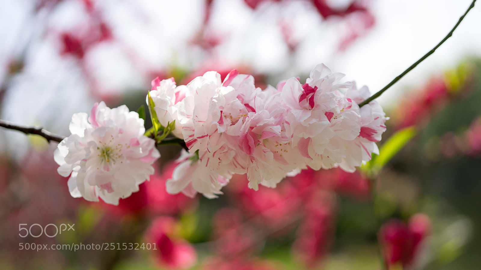 Sony a7 sample photo. Peach blossom #4 photography
