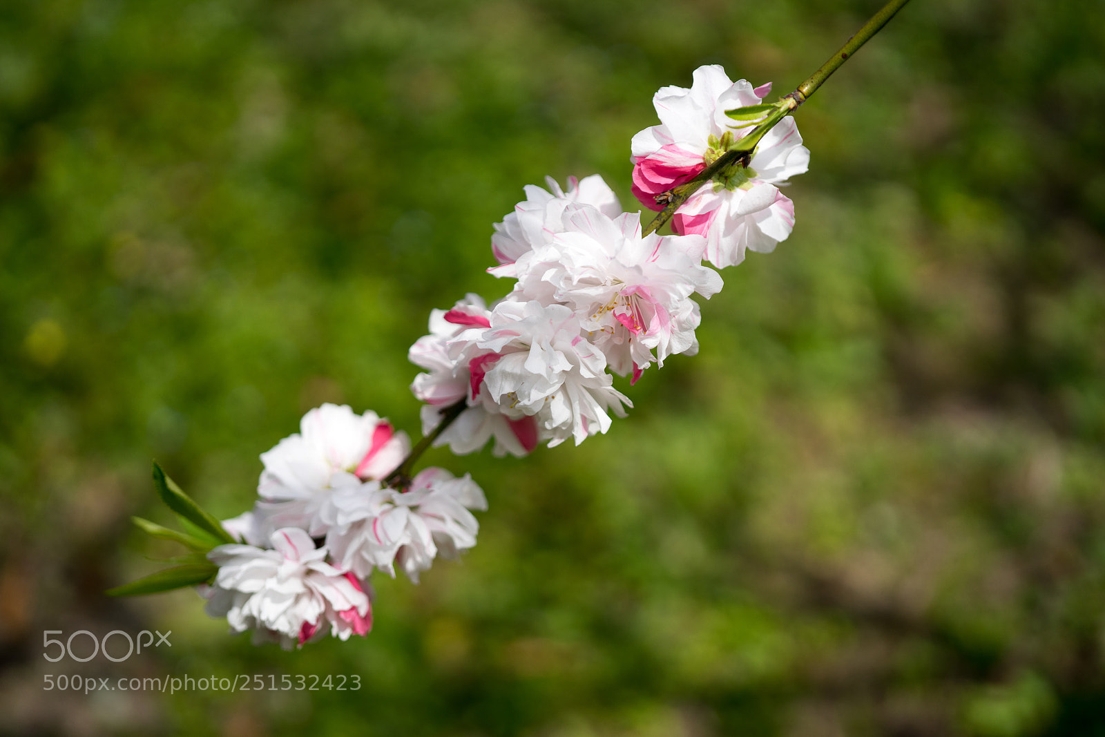 Sony a7 sample photo. Peach blossom #5 photography